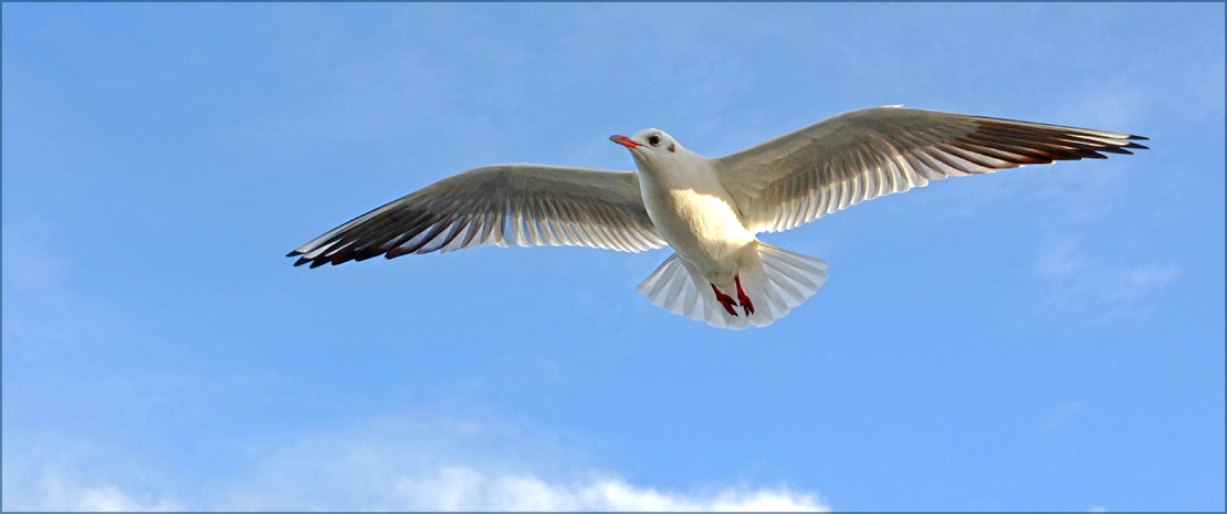 Möve am Strand Cuxhavener Möve
